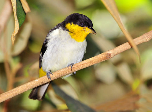 Yellow-backed tanager